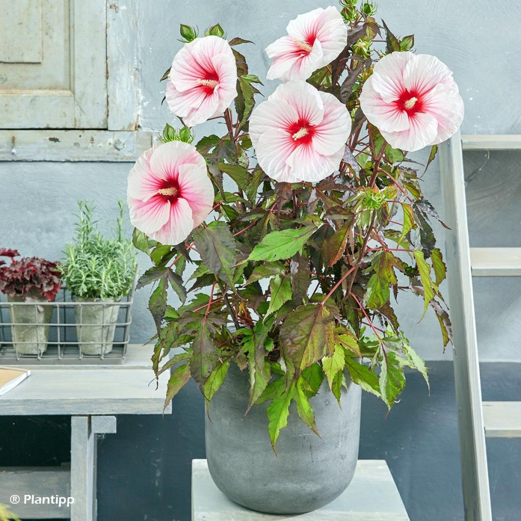 Hibiscus moscheutos Pink Candy - Swamp Rose Mallow