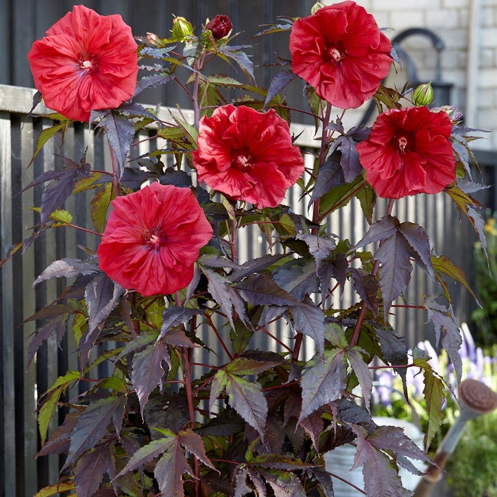 Hibiscus moscheutos Red Wine - Hibiscus des marais