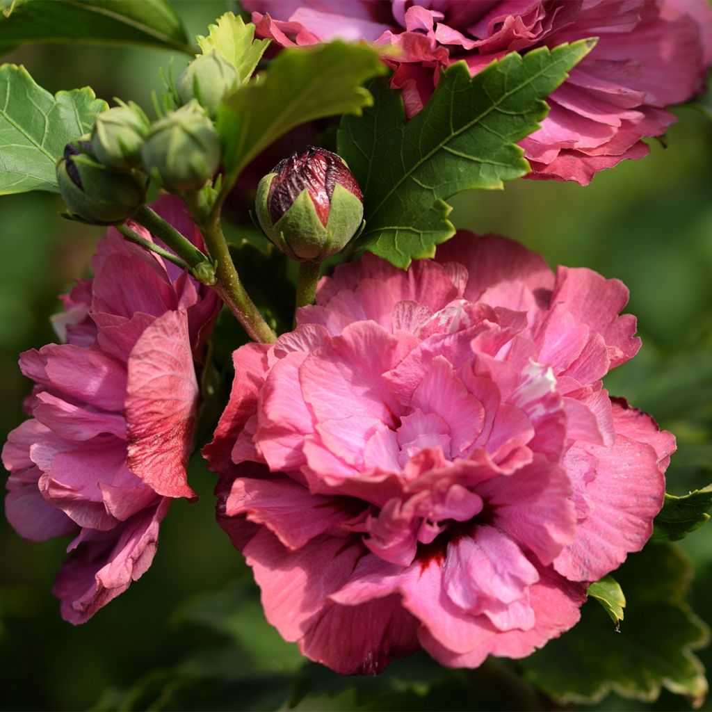 Hibiscus syriacus Duc de Brabant - Althéa double rouge