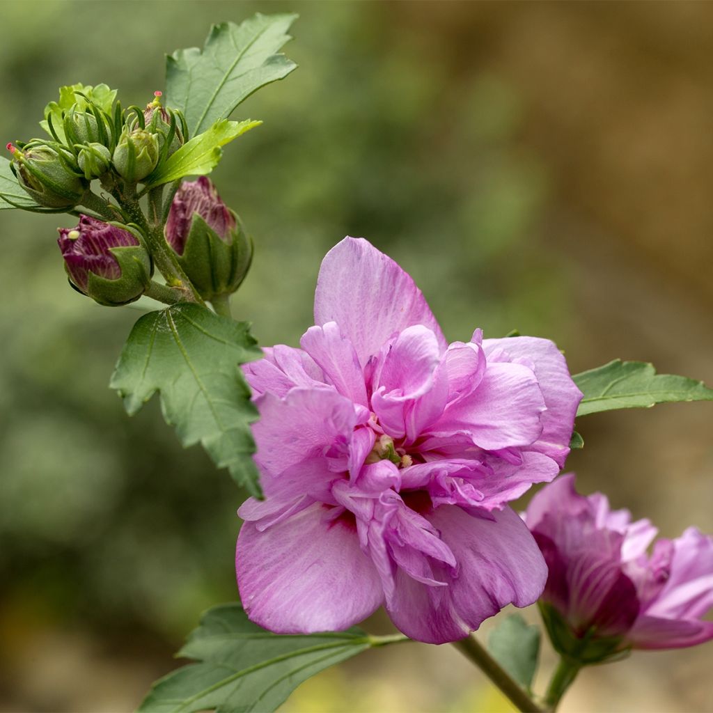 Hibiscus syriacus Duc de Brabant - Althéa double rouge