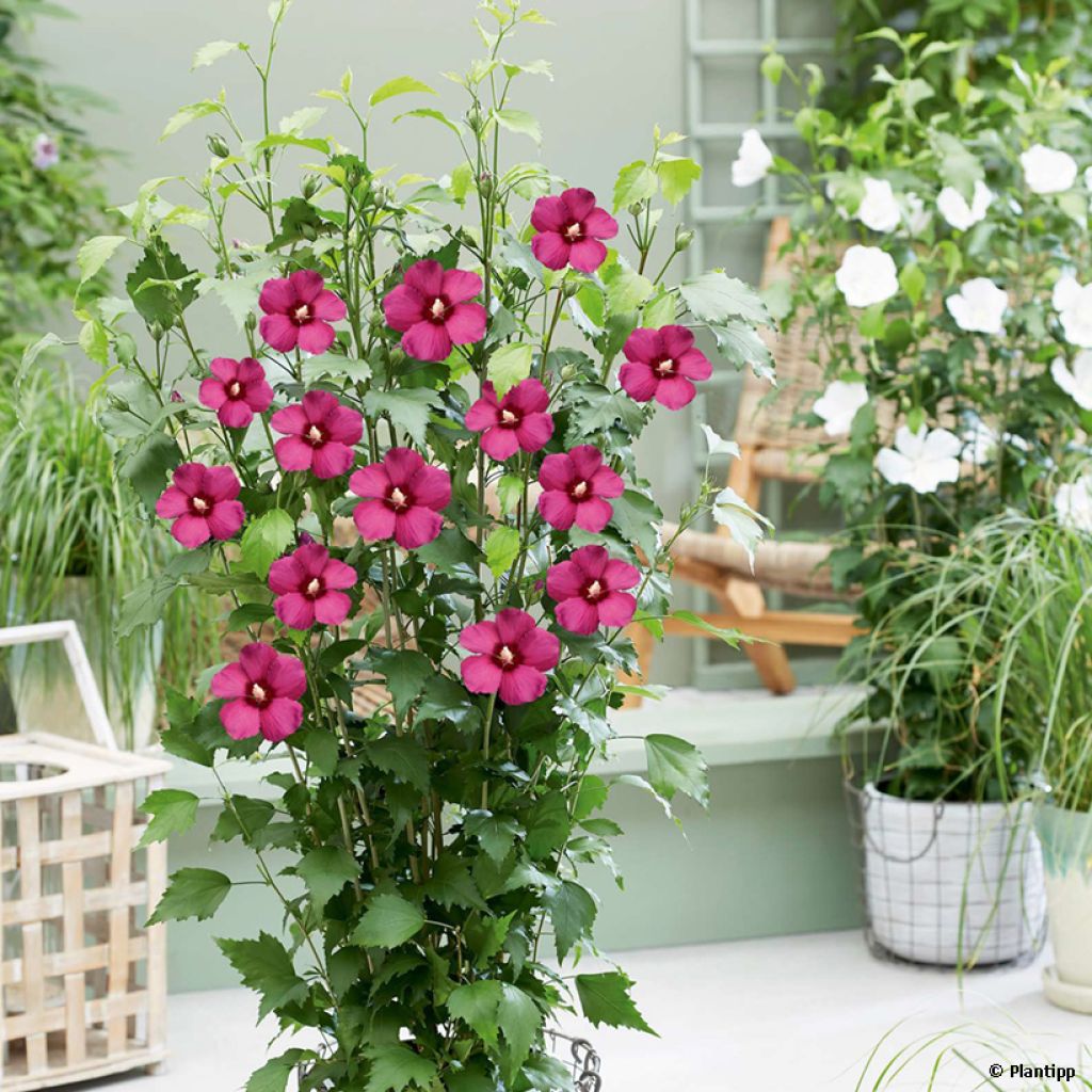 Hibiscus syriacus Flower Tower Ruby - Althea rose-rouge foncé