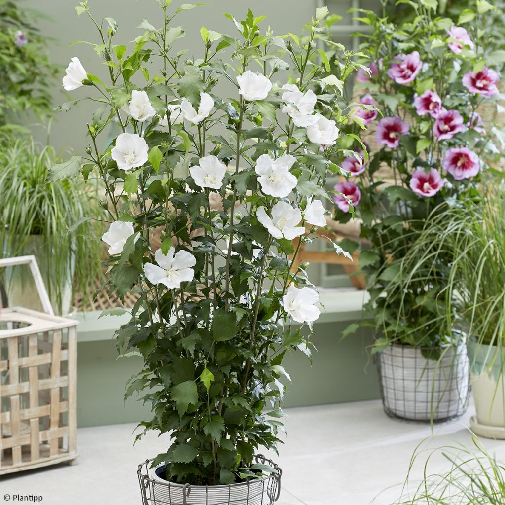 Hibiscus syriacus Flower Tower White Gandini van Aart - Althea blanc