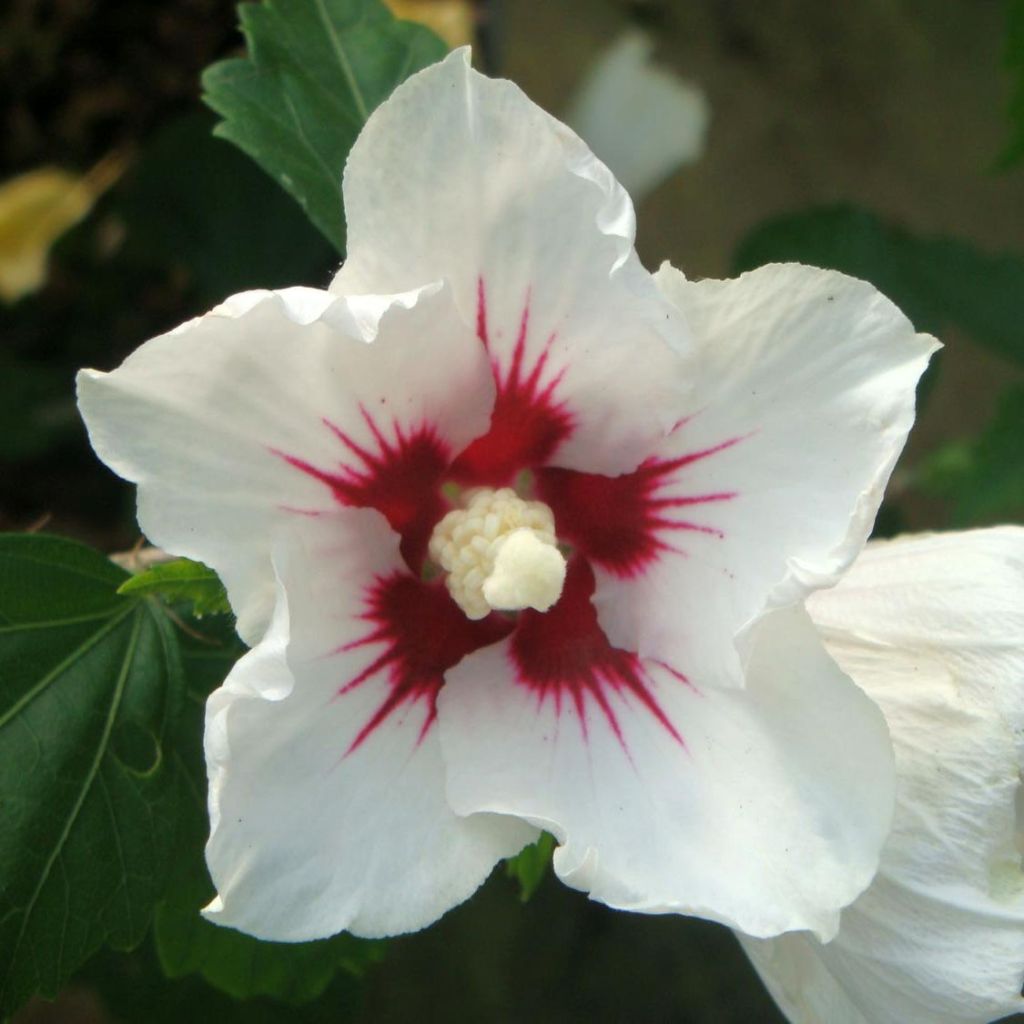 Hibiscus syriacus Red Heart