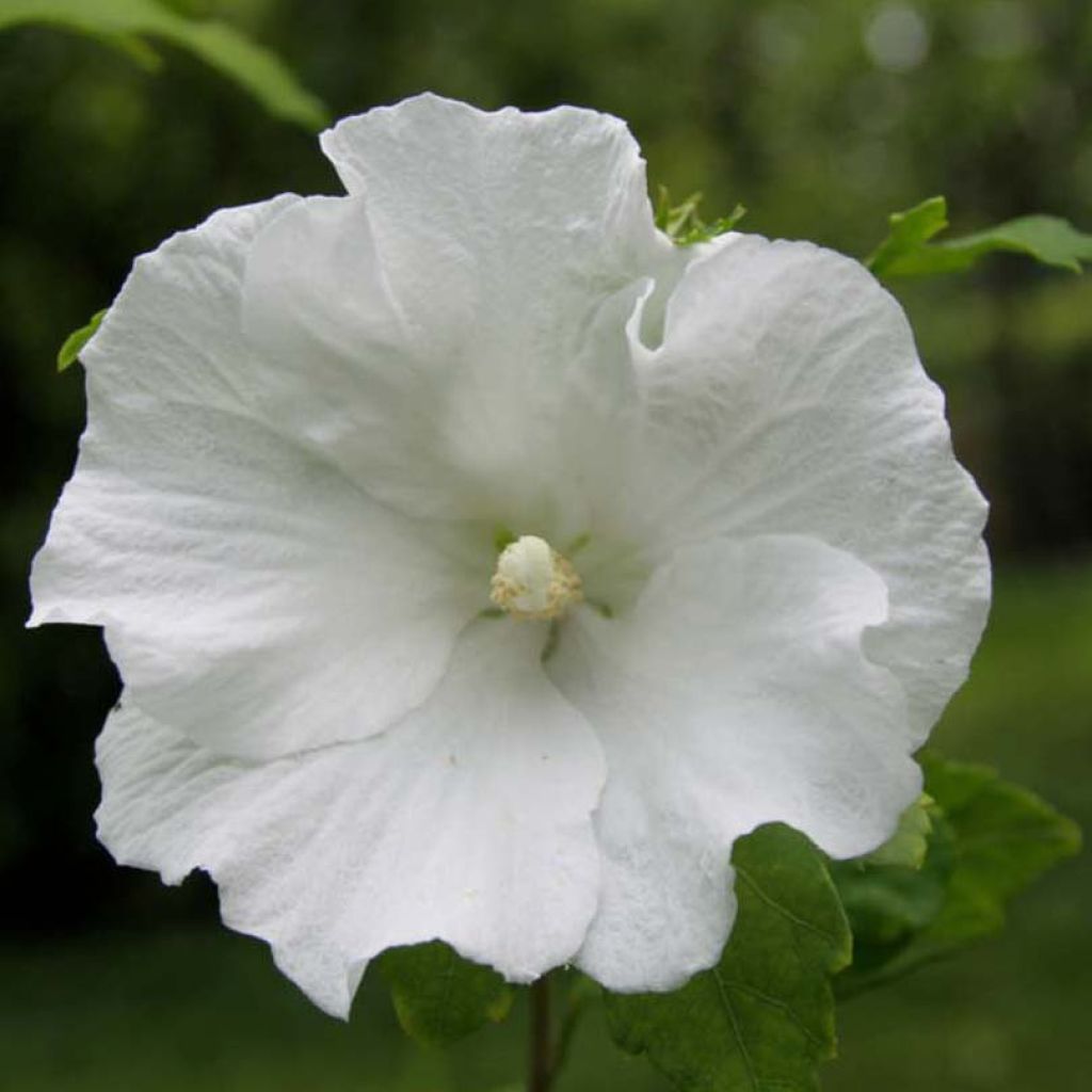 Hibiscus syriacus Totus Albus