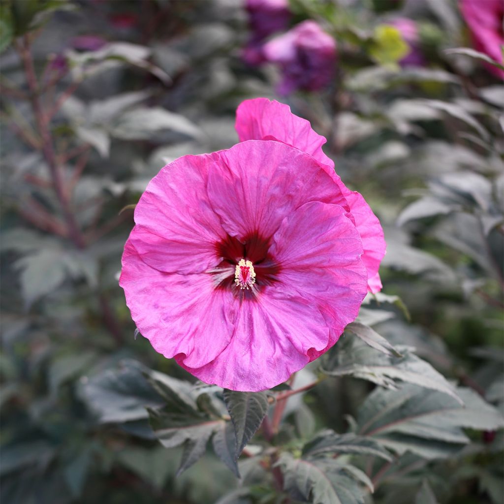 Hibiscus x Summerific Berry Awesome - Hibiscus des marais 