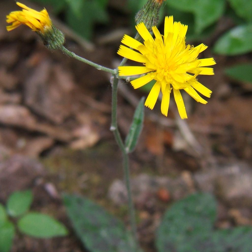 Hieracium maculatum