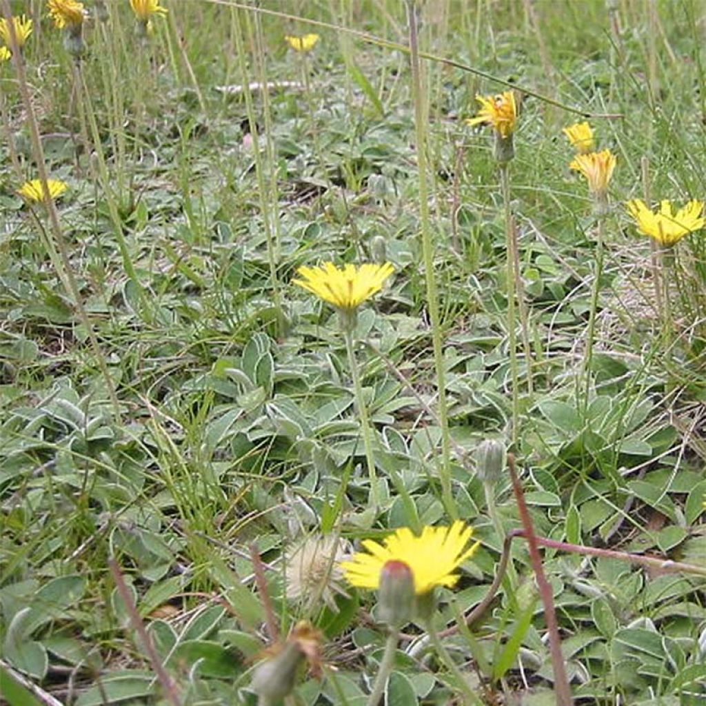 Hieracium pilosella - Epervière