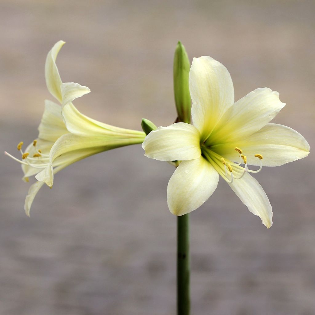 Amaryllis sonatini Marrakech - Hippeastrum de jardin