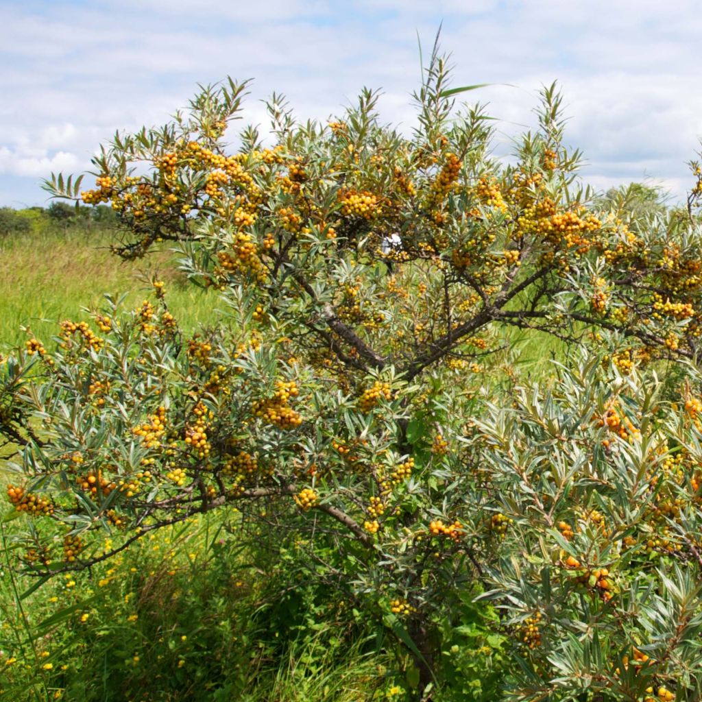 Hippophae rhamnoides Leikora