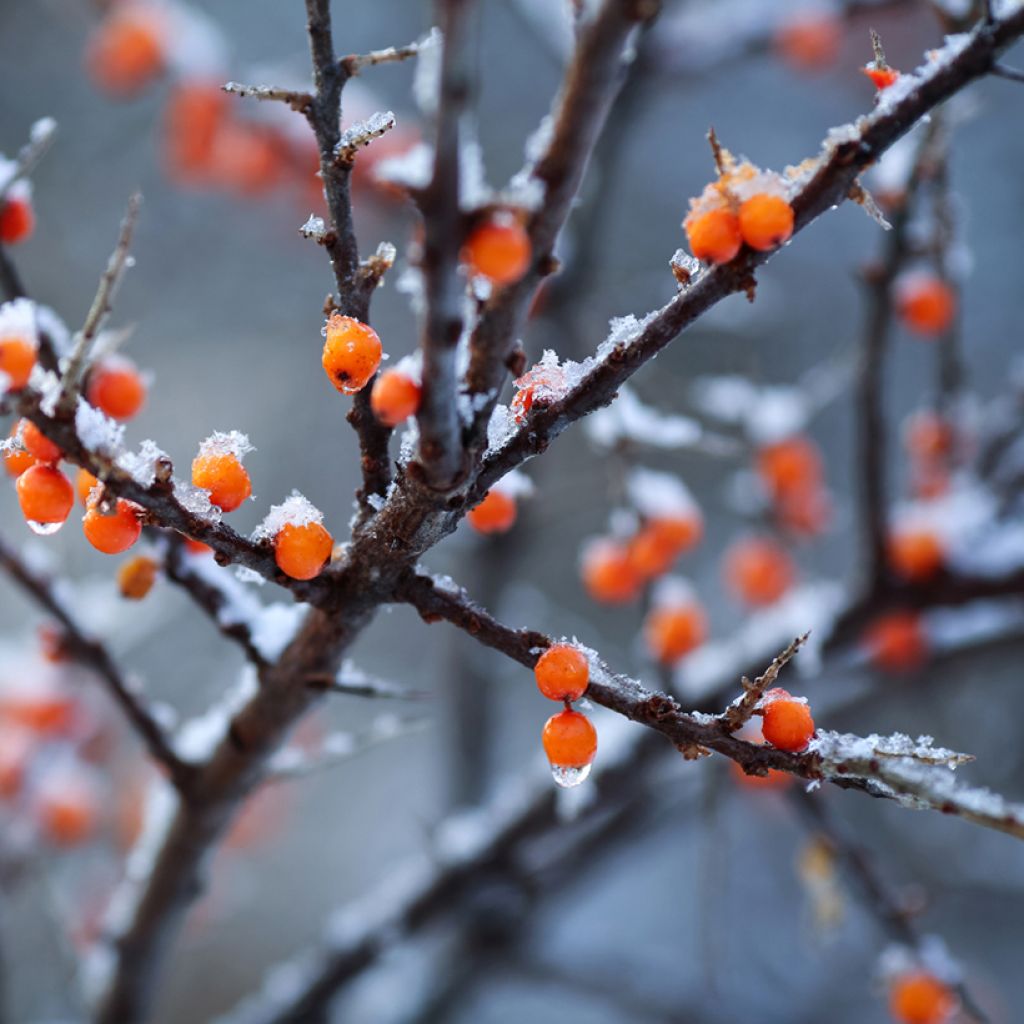 Hippophae rhamnoides Orange Energy 'Hagebo' - Argousier 