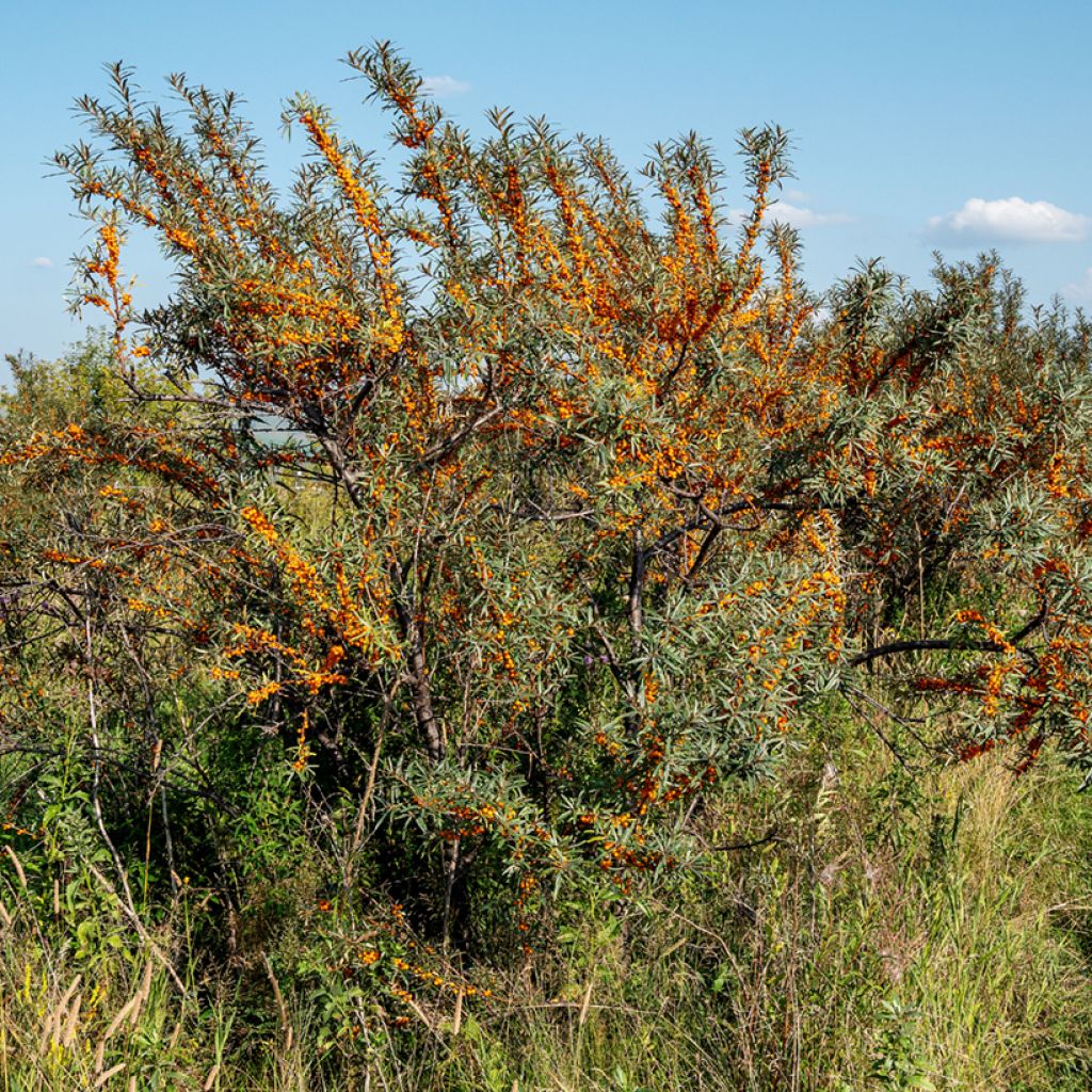 Hippophae rhamnoides Orange Energy 'Hagebo' - Argousier 