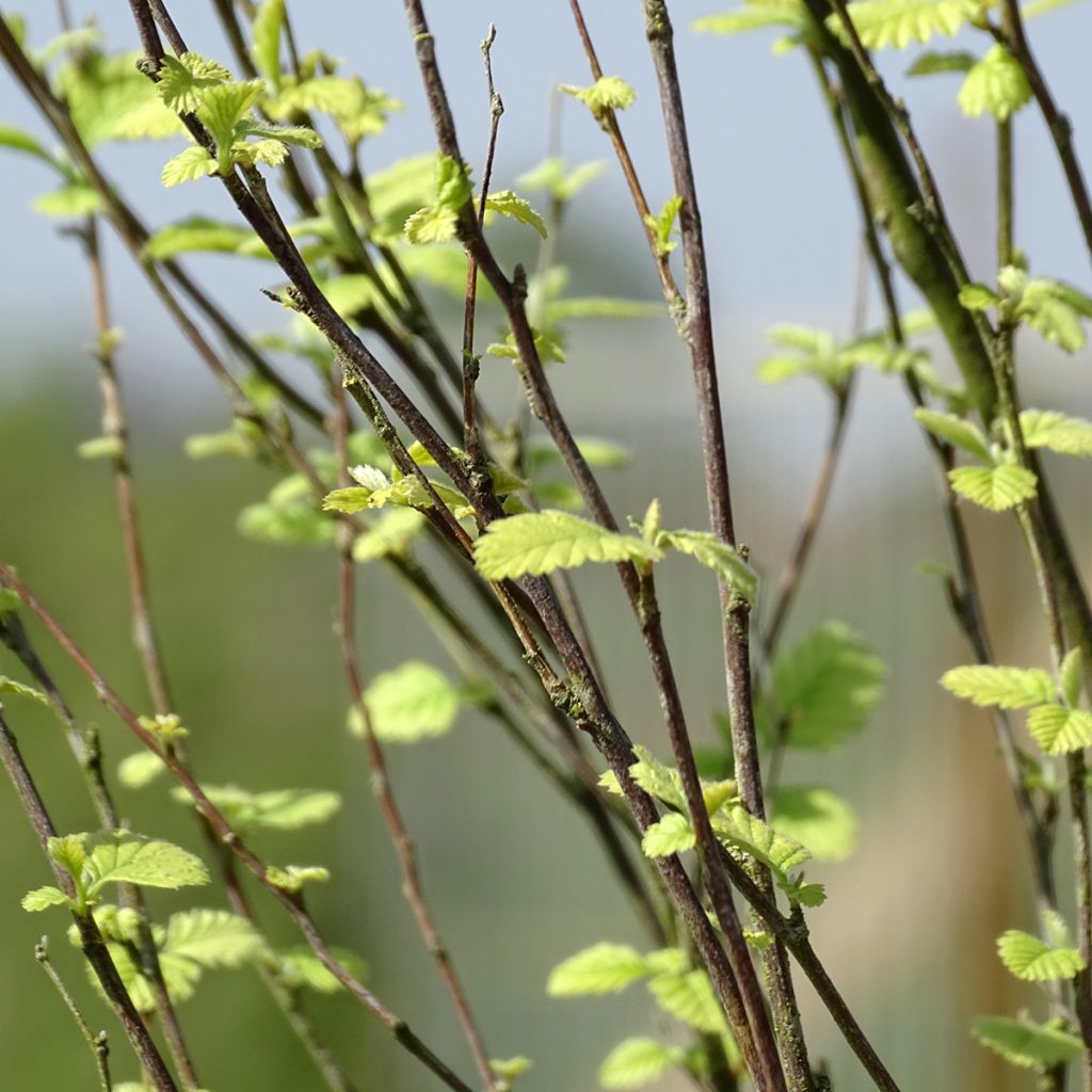 Holodiscus discolor - Holodisque discolore