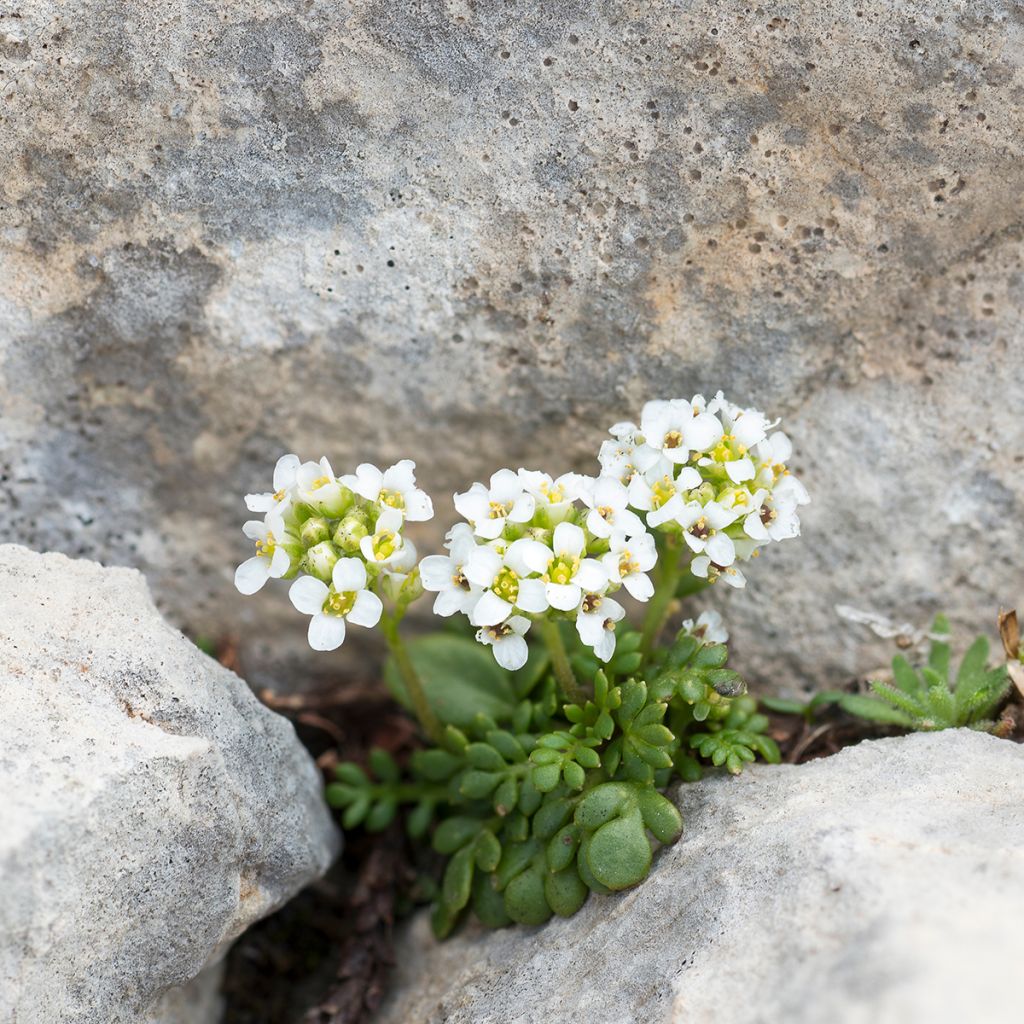 Hornungia (Pritzelago) alpina 