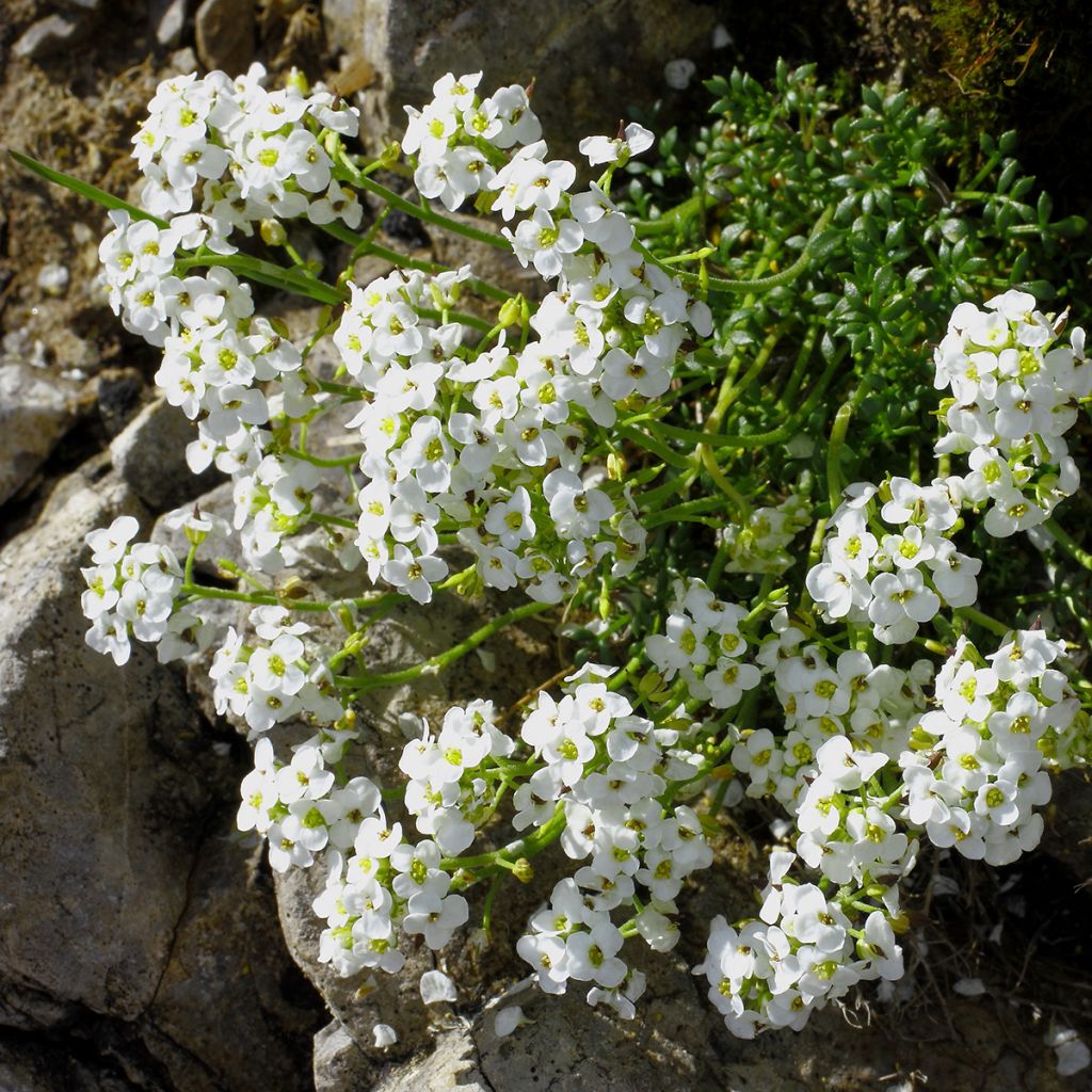 Hornungia (Pritzelago) alpina 
