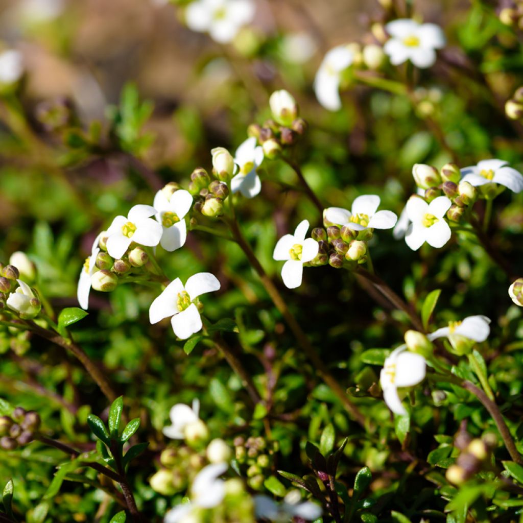 Hornungia (Pritzelago) alpina 