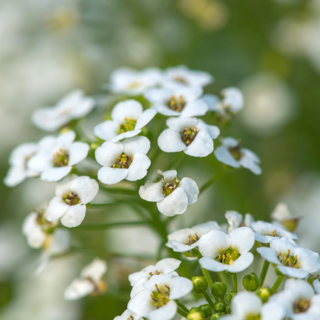 Hornungia (Pritzelago) alpina 