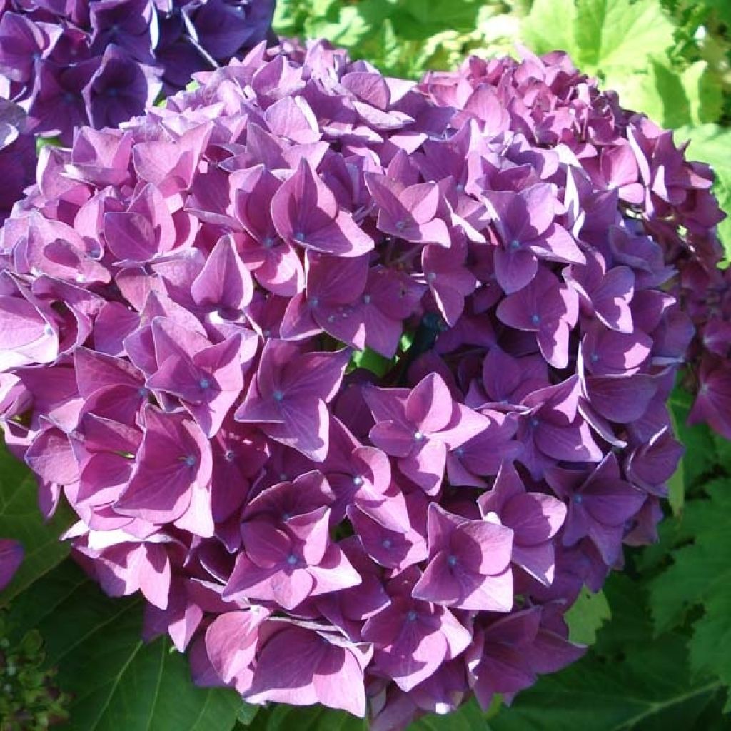 Hortensia - Hydrangea macrophylla Hovaria Hobergine