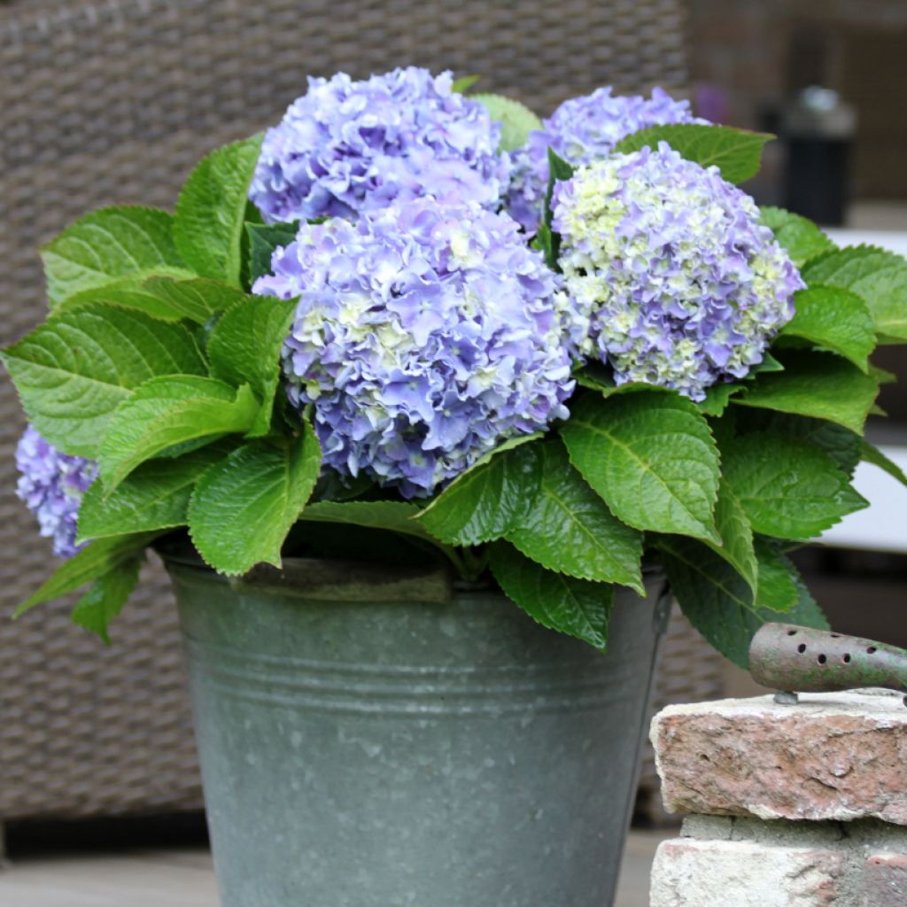 Hortensia - Hydrangea macrophylla Beautensia Spike