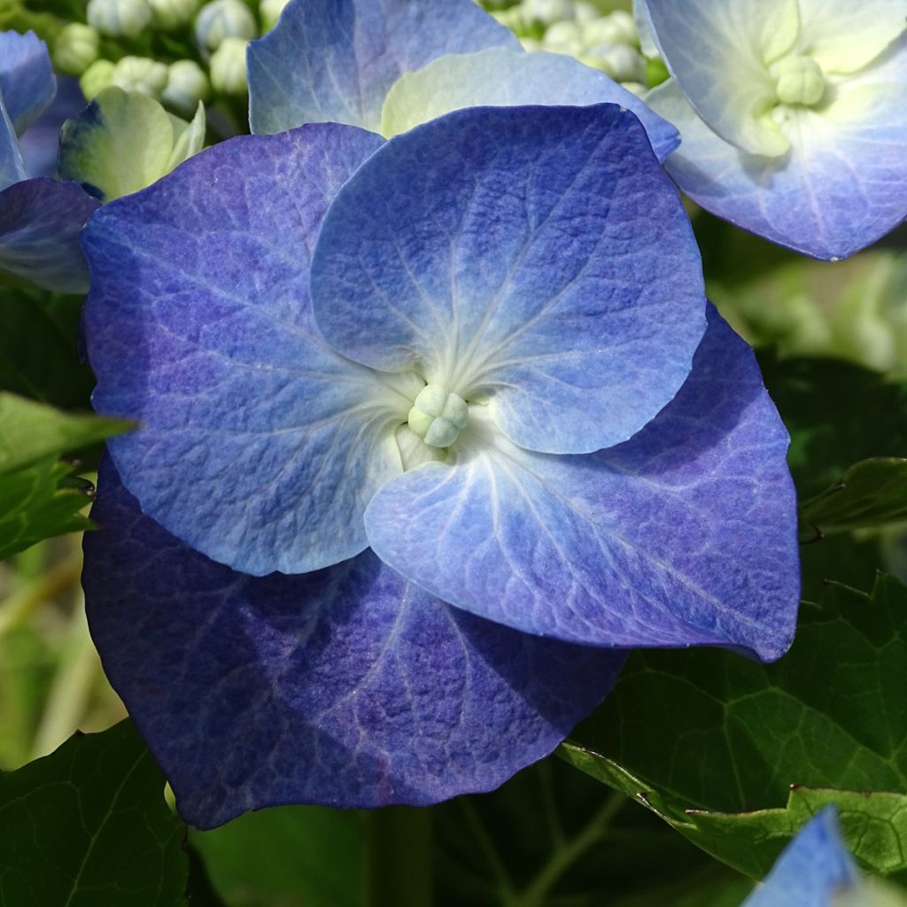 Hortensia - Hydrangea macrophylla Blue Sky