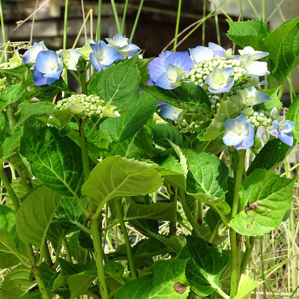 Hortensia - Hydrangea macrophylla Blue Sky