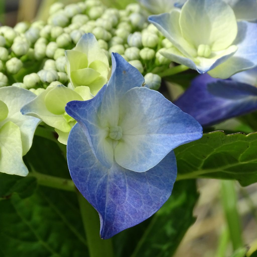 Hortensia - Hydrangea macrophylla Blue Sky