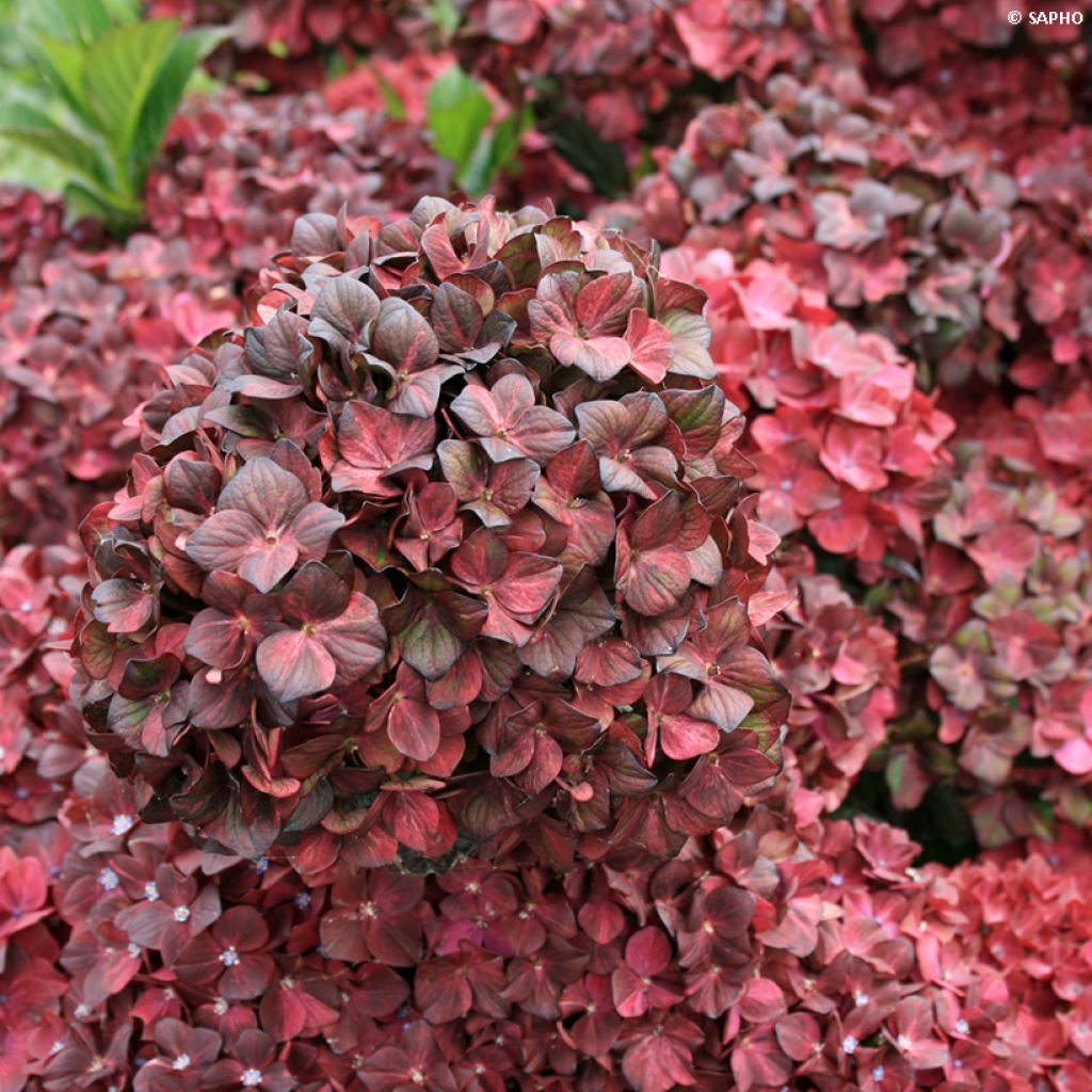 Hortensia - Hydrangea macrophylla Chocolate Ever Belles 'Hokomachoko'