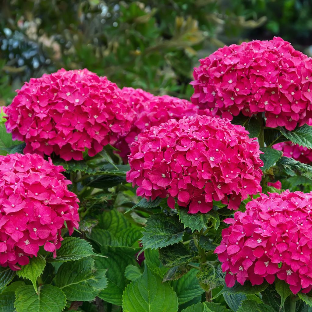 Hydrangea macrophylla Eughen Hahn