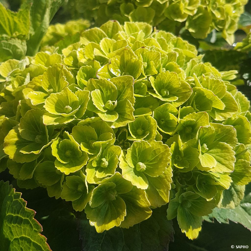 Hortensia - Hydrangea macrophylla Green Ever Belles 'Hortmagreclo'