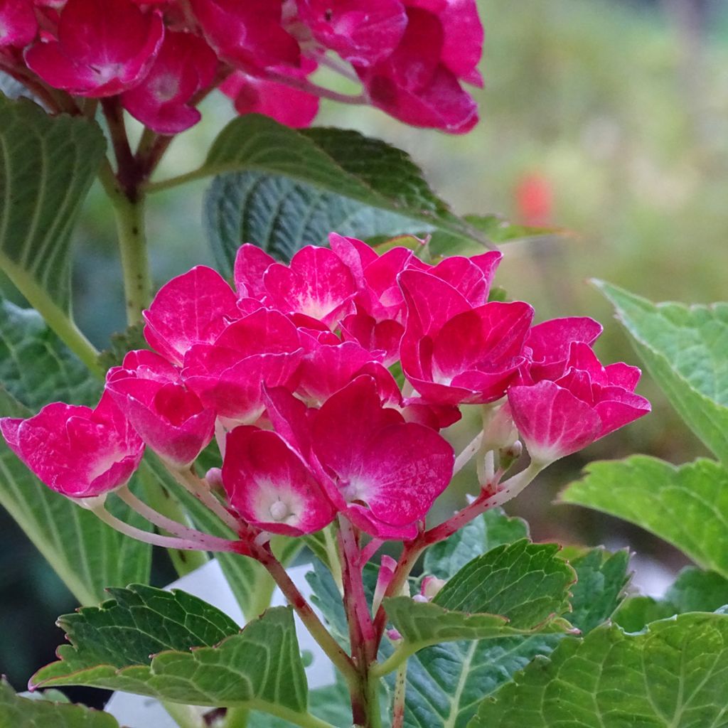 Hortensia - Hydrangea macrophylla Green Shadow en pot de 2/3L