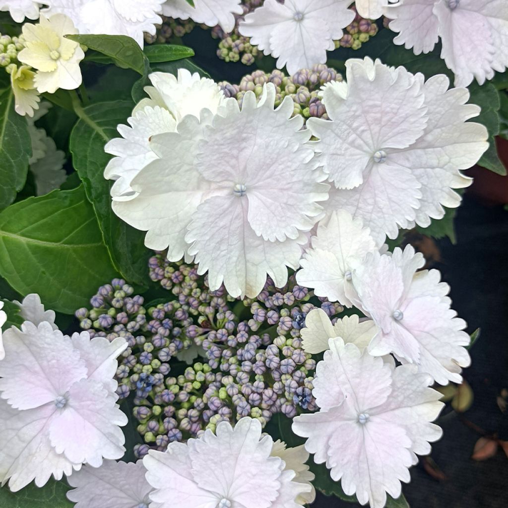 Hydrangea macrophylla Koria