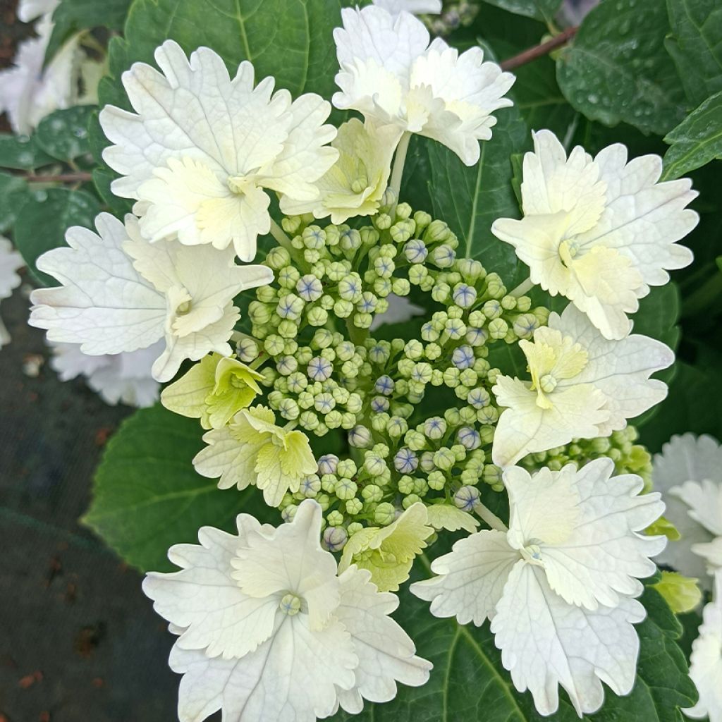 Hydrangea macrophylla Koria