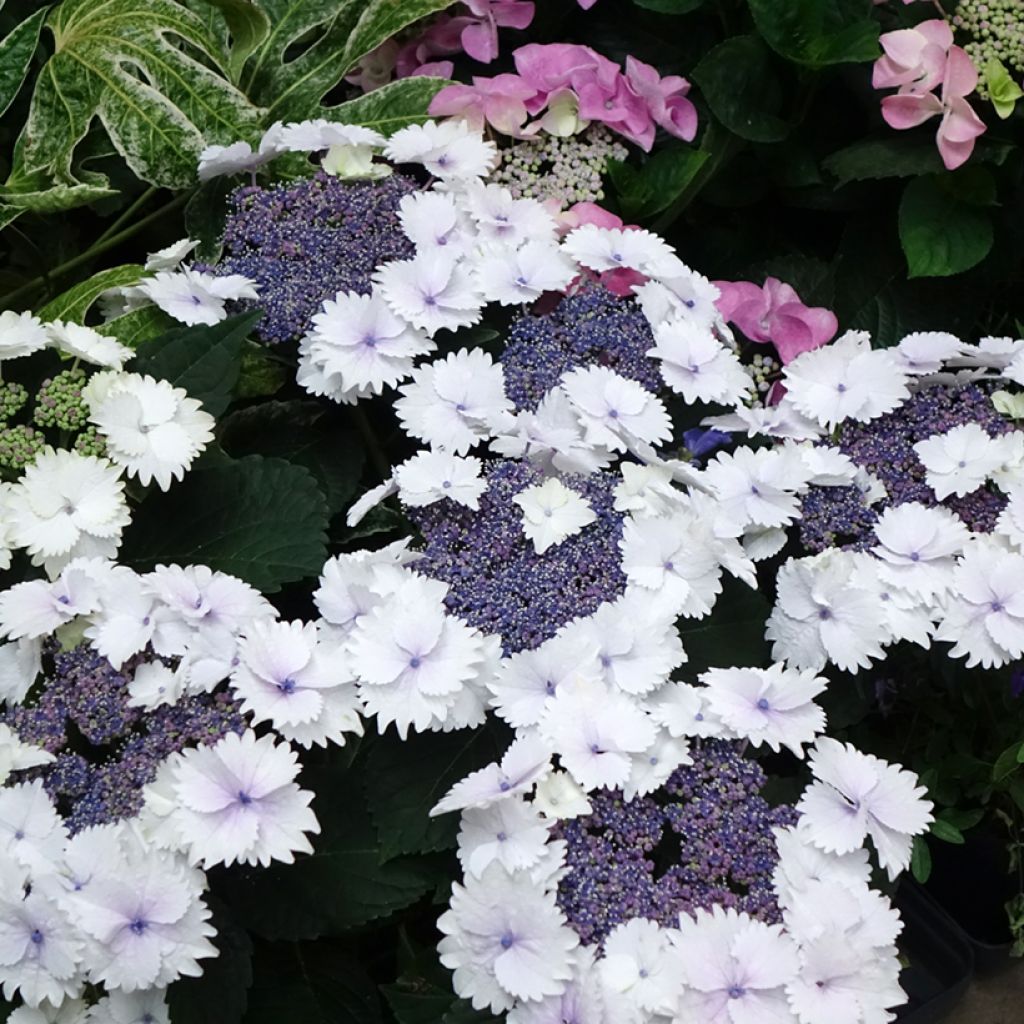 Hydrangea macrophylla Koria