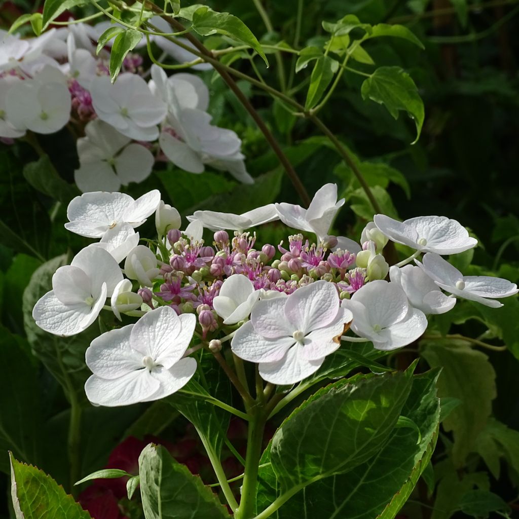 Hortensia - Hydrangea macrophylla Libelle (Teller white)