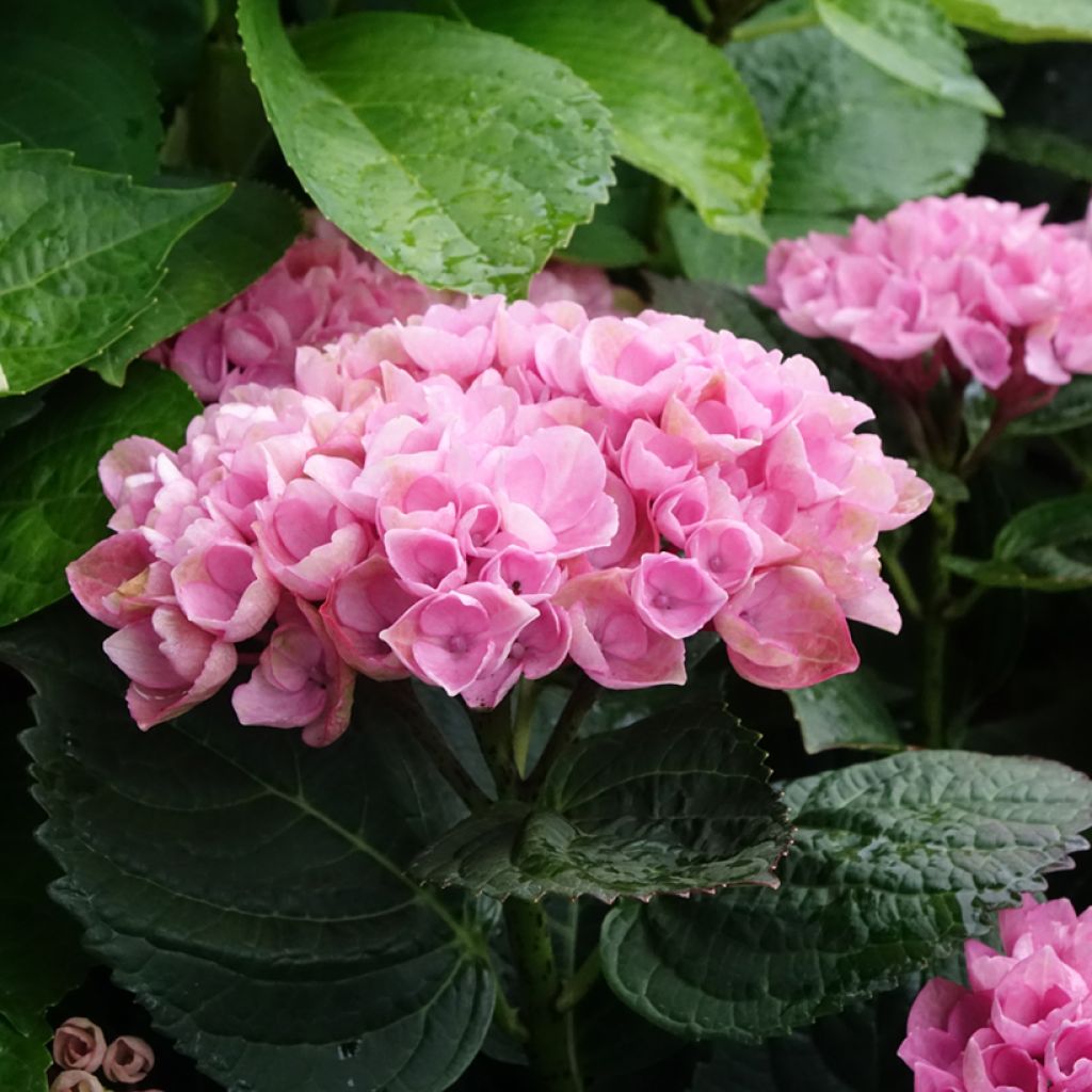 Hydrangea macrophylla Magical Revolution Pink