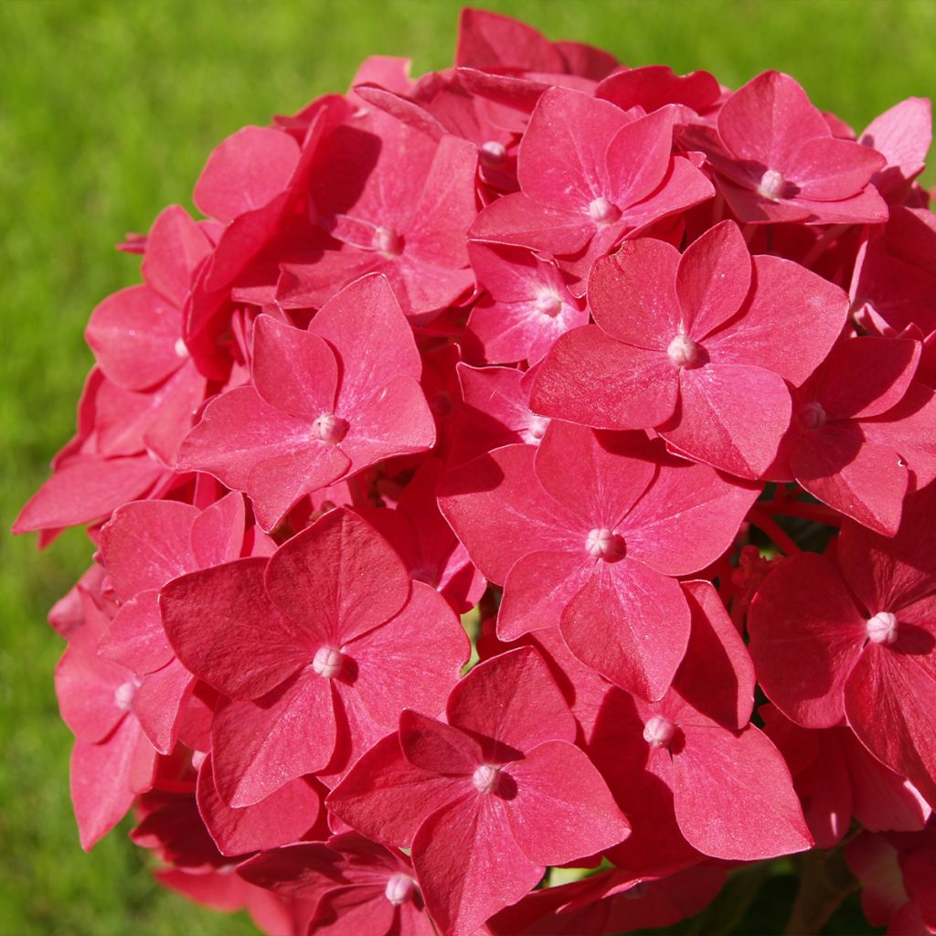 Hortensia - Hydrangea macrophylla Masja