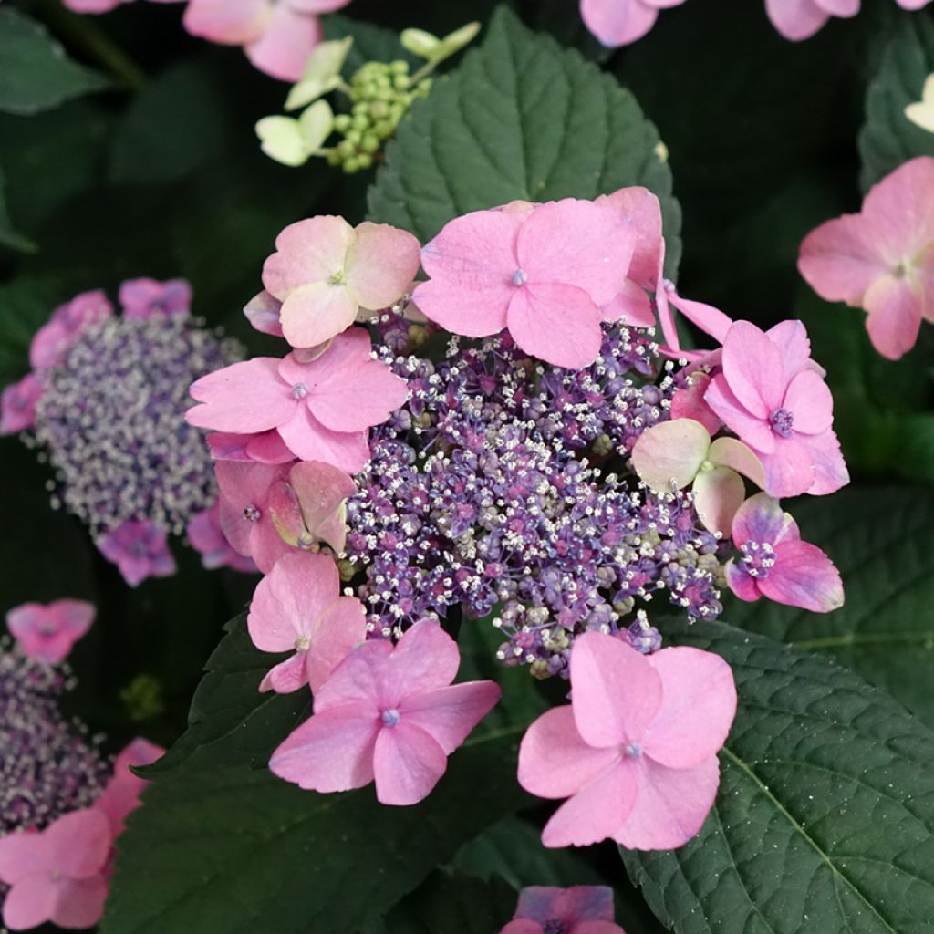 Hydrangea macrophylla Nanping