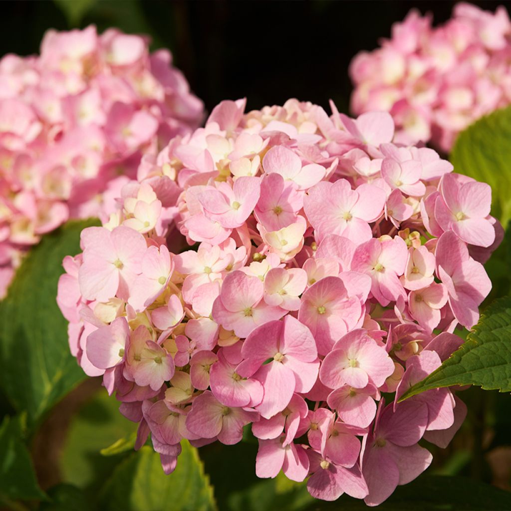 Hortensia - Hydrangea macrophylla Soft Pink Salsa (Music Collection)