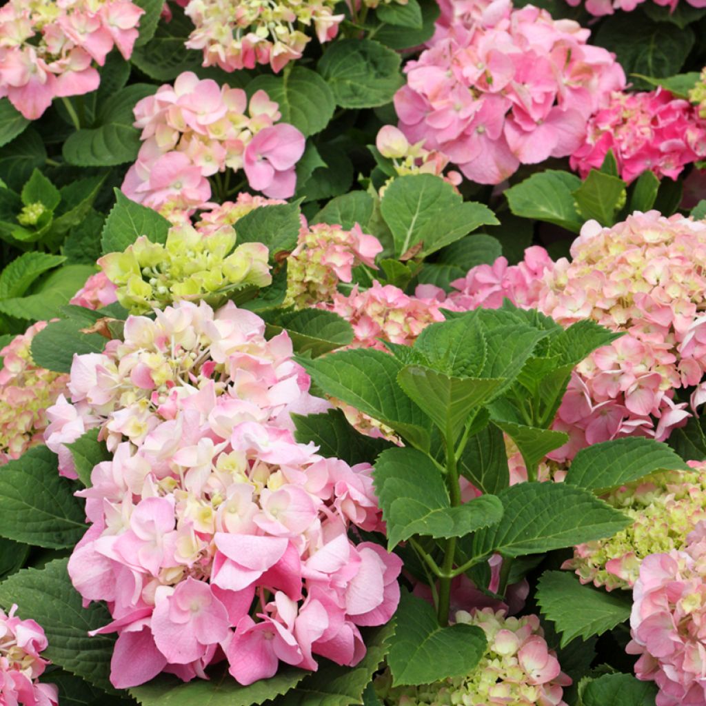 Hortensia - Hydrangea macrophylla Soft Pink Salsa (Music Collection)