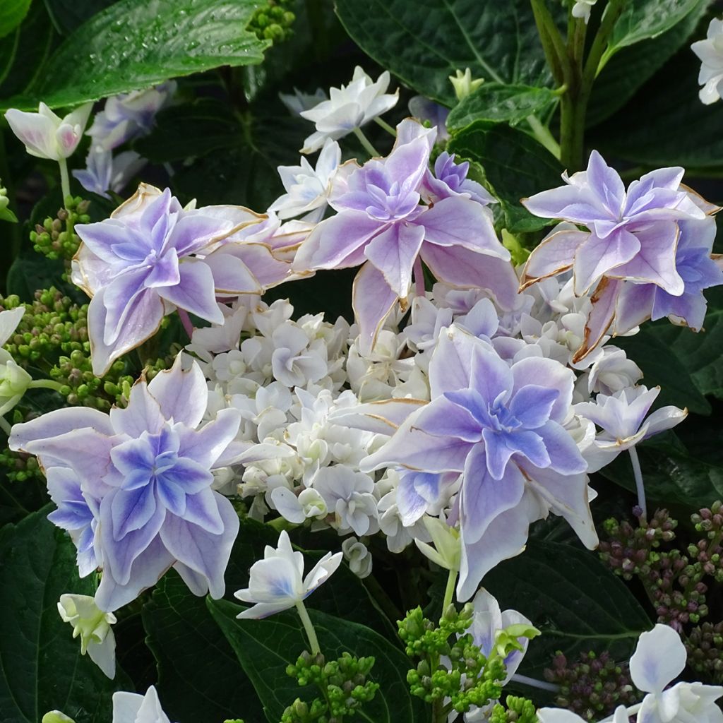 Hortensia - Hydrangea macrophylla Stargazer