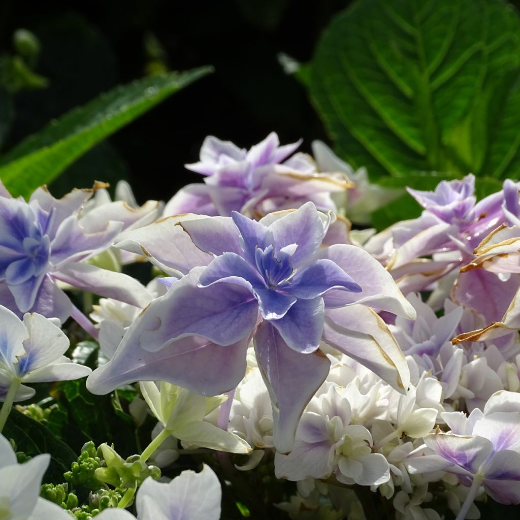 Hortensia - Hydrangea macrophylla Stargazer