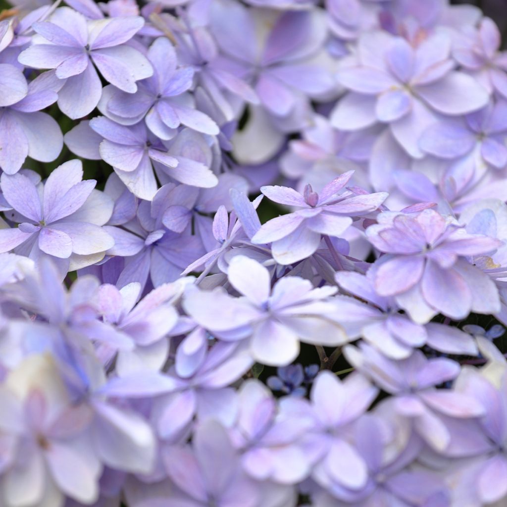 Hydrangea macrophylla Stellar Bleu