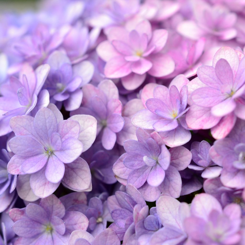 Hortensia - Hydrangea macrophylla Stellar Bleu