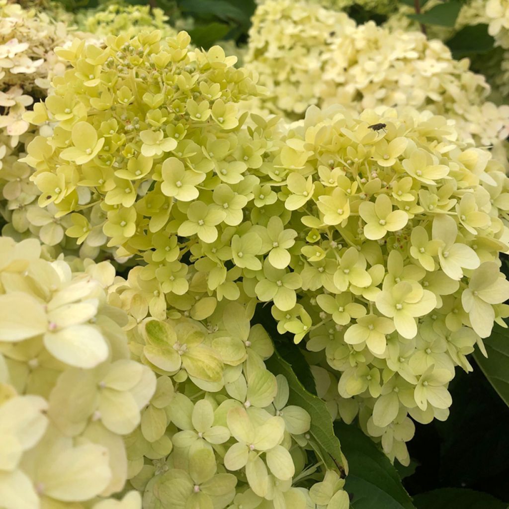 Hortensia - Hydrangea paniculata Limelight