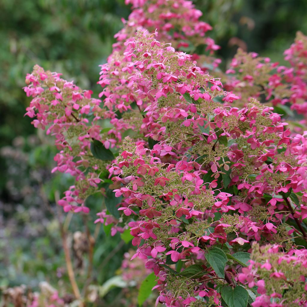 Hortensia - Hydrangea paniculata Pink Diamond