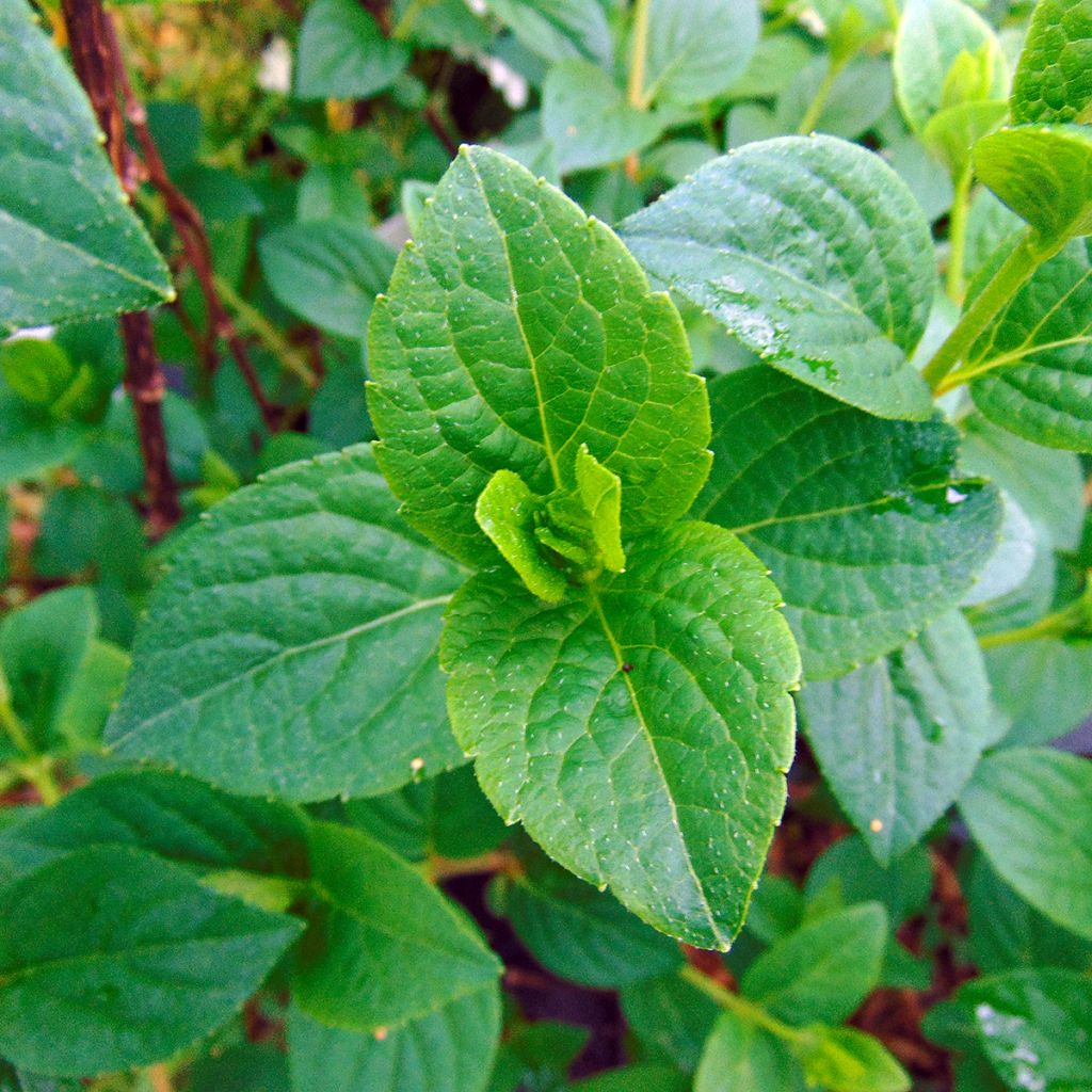 Hydrangea paniculata Sundae Fraise