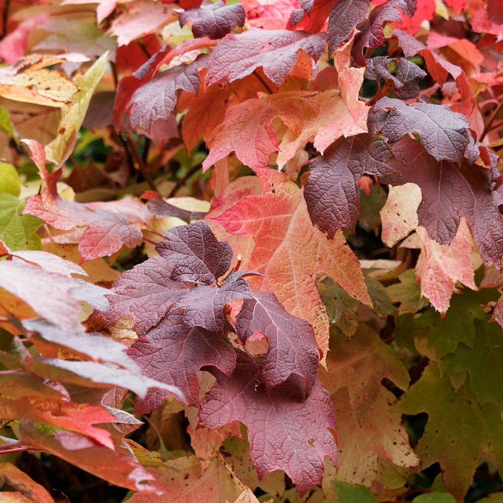 Hydrangea quercifolia GATSBY MOON