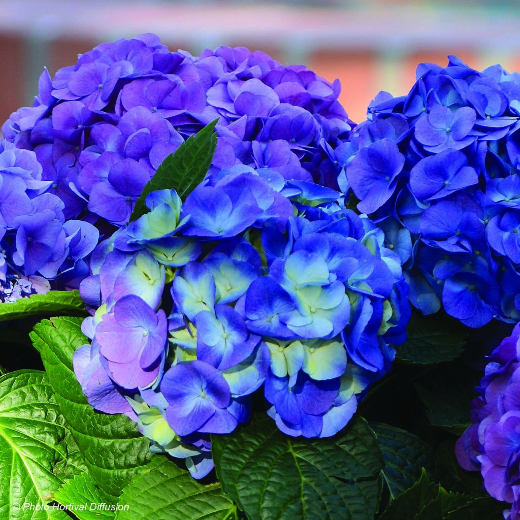 Hydrangea macrophylla L.A. Dreamin Lindsey Ann