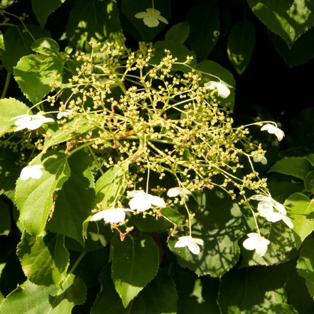 Hydrangea anomala subsp. petiolaris- Climbing Hydrangea