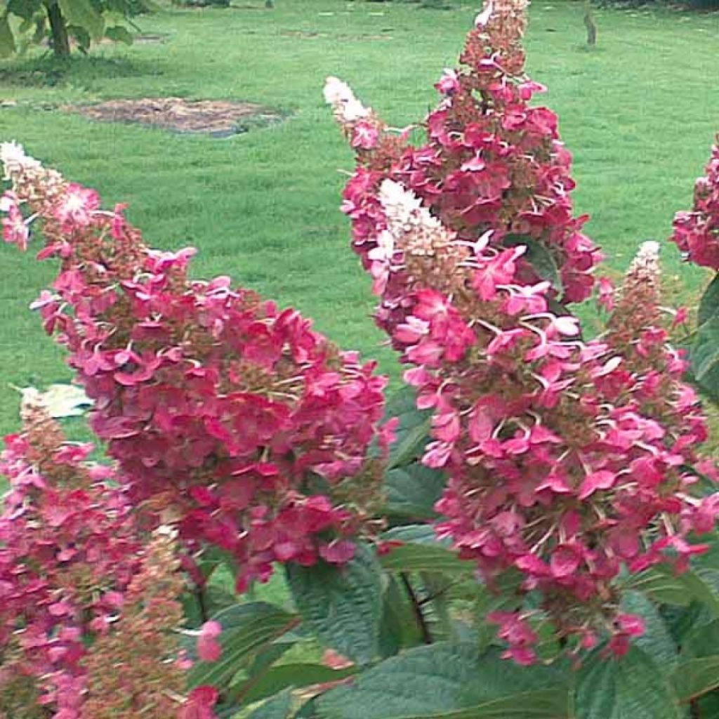 Hydrangea paniculata Pinky Winky