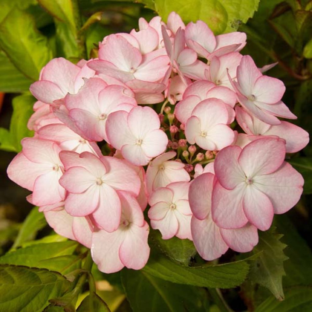 Hortensia - Hydrangea macrophylla Sabrina